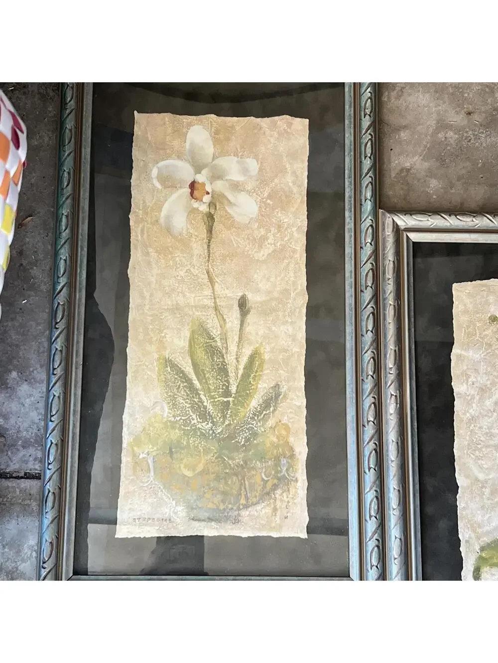Framed Botanical Orchid Prints